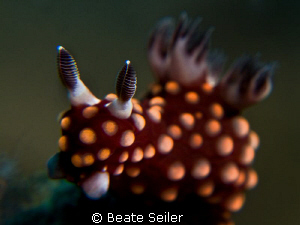 Nembrotha, taken with Canon G10 and 2 X UCL165 by Beate Seiler 